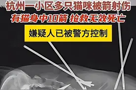 连中10箭被射杀！杭州余杭一小区的虐猫事件，社会反响强烈图片