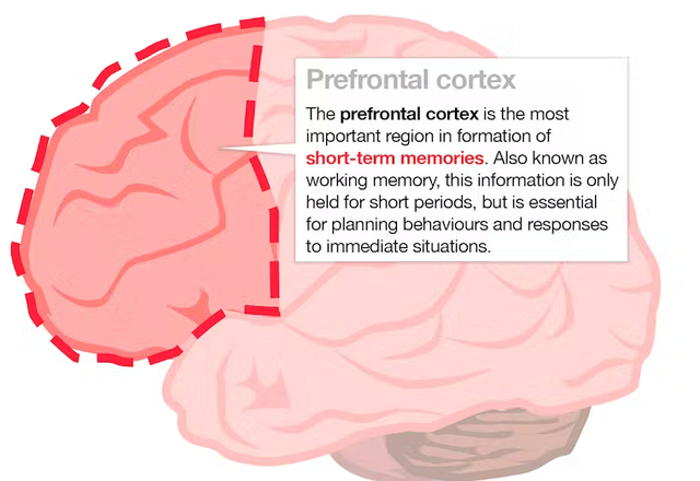 AI能解记忆密码？分析数据找规律，个人差异藏玄机