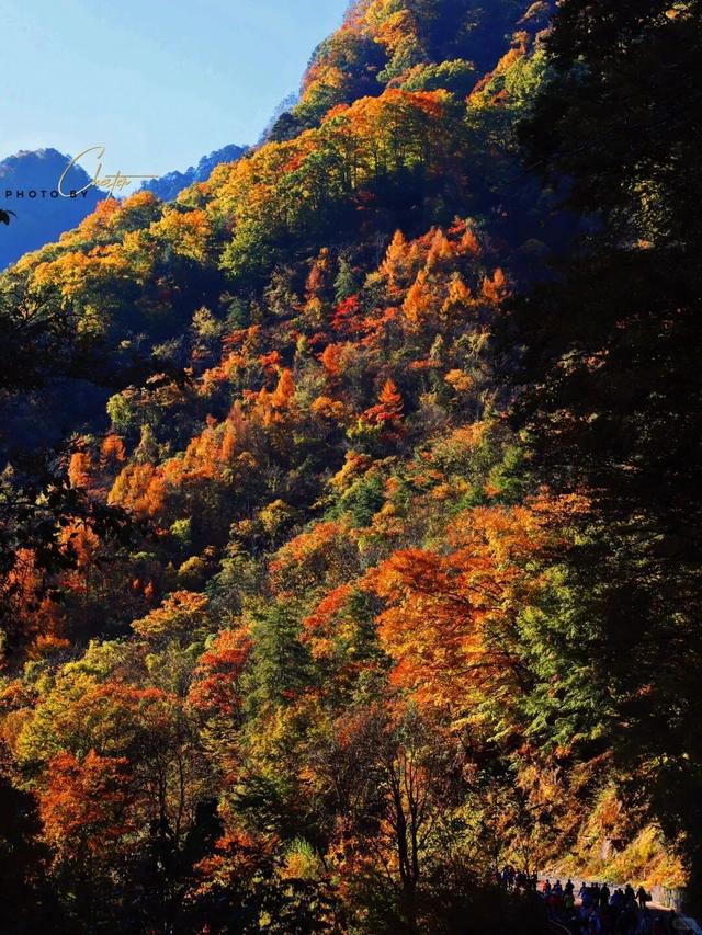 追了光雾山的红叶，这个秋天没白过！