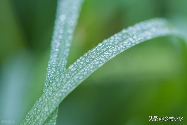 “雨雪多不多，就看寒露”，明日寒露，今年冬天雨雪很多吗？