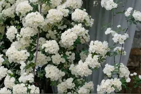 周杰伦歌里的七里香，开进了春天的如皋……图片