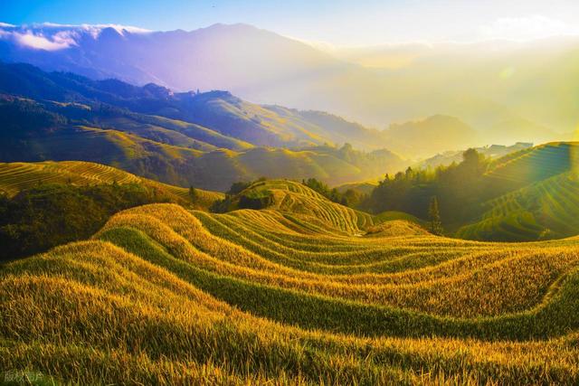 在金黄诗行里，邂逅龙脊梯田的秋色之美