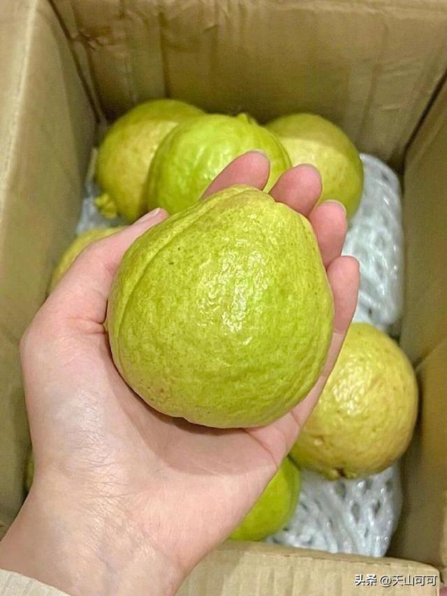 白芭乐和红芭乐有什么区别？哪种好吃？