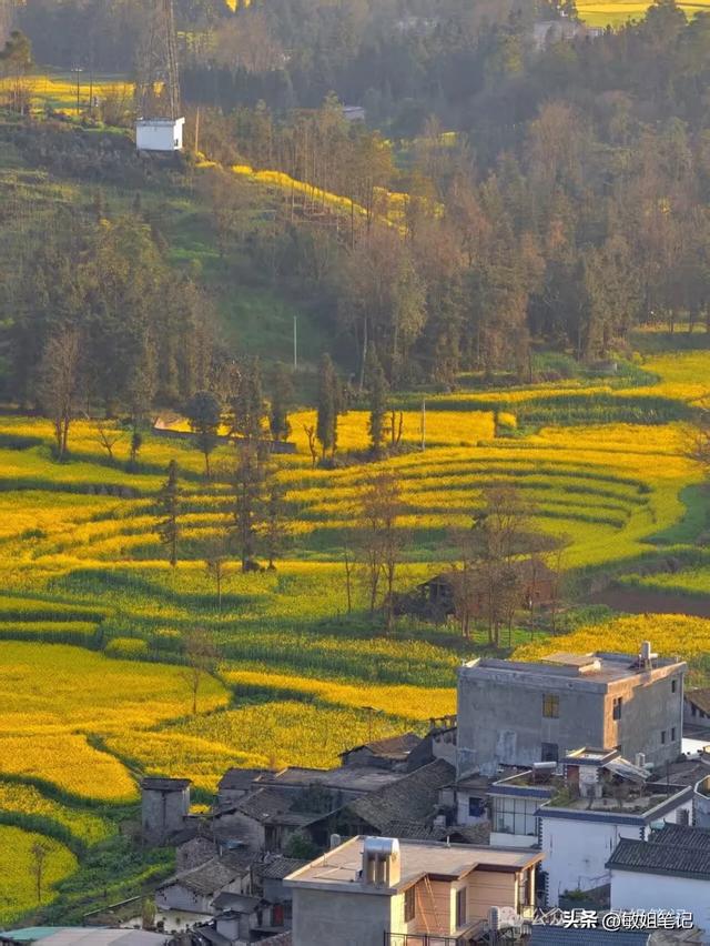 【滇东南游记·二】罗平：在金色花海里追一场春天的光影