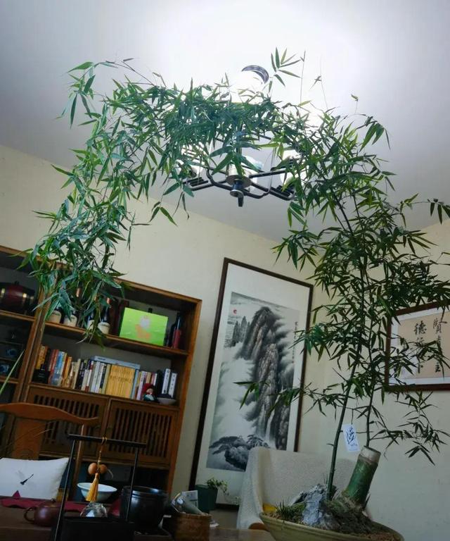 女子晒老公养的花，直呼“好恶心，想扔掉”，网友：扔哪，我去捡