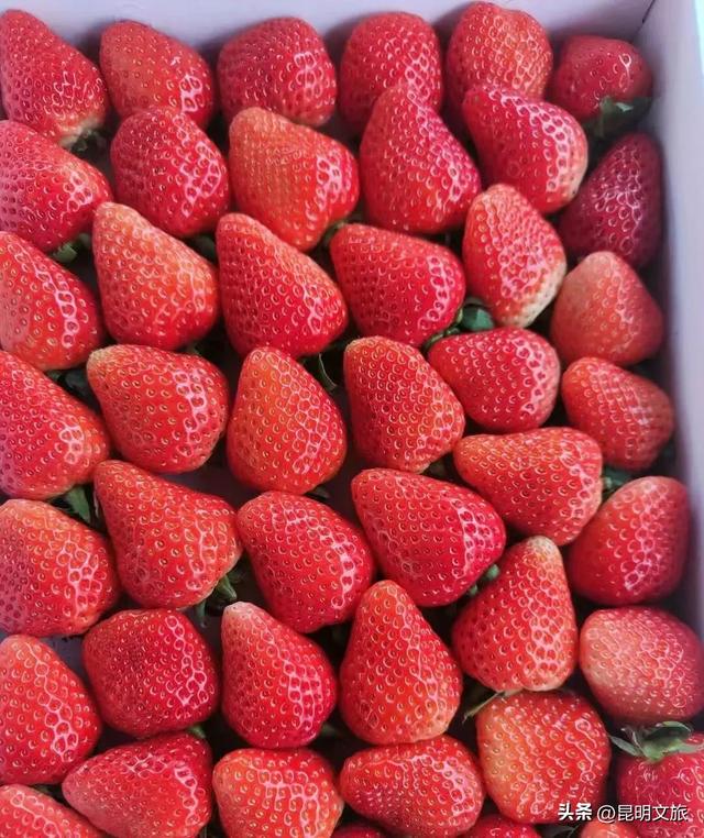 别再问昆明哪里能摘草莓了!收下这份采摘地图,直接抄作业→