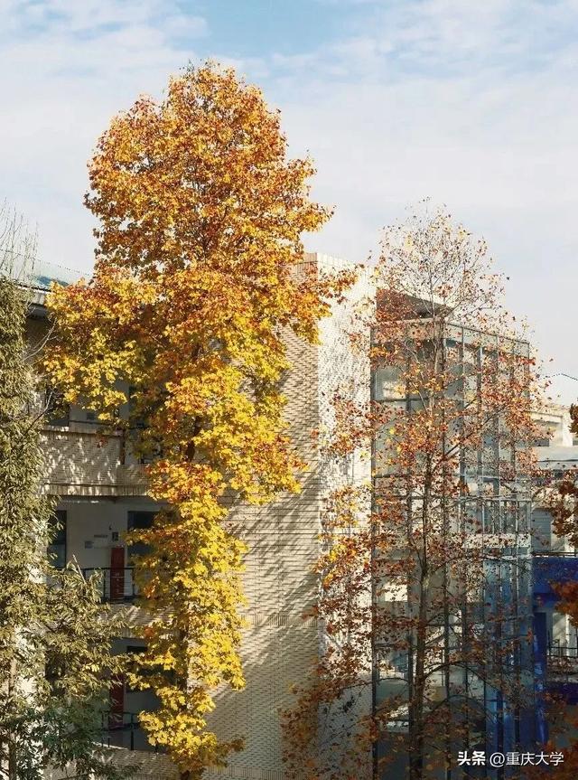 重大限定皮肤上新,超出片!🤳