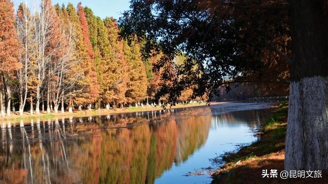 冬日“油画”火出圈！昆明这片大清河水杉林成打卡热点