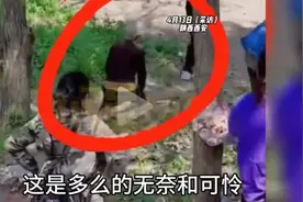 西安游客踩踏一奶奶菜地，劝阻无效后下跪，有钱旅游别缺德！图片