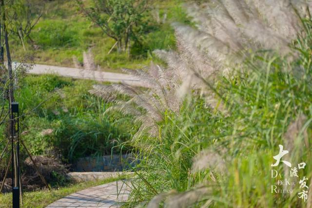 梦幻绝美!大渡口藏着一大片芦苇花海,现在去正好
