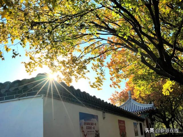 立冬已至，潍坊的秋意仍浓，这里的风景绝美