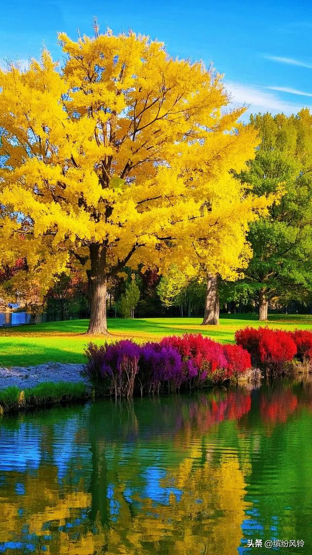 银杏将满树金黄泼洒向天空