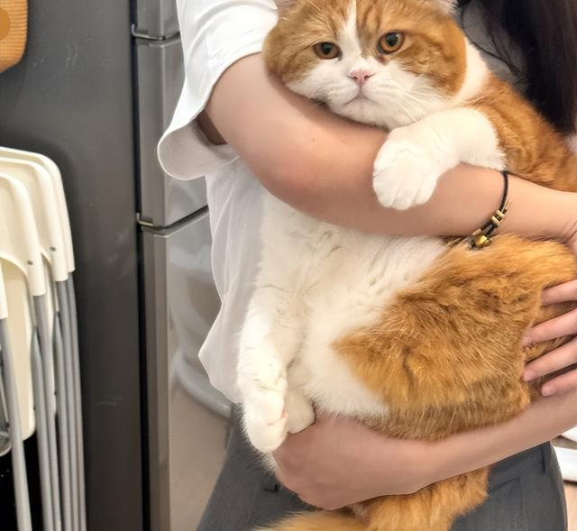 猫咪的“3个”旺财名，不仅让它健康长寿，还能让你财源滚滚！