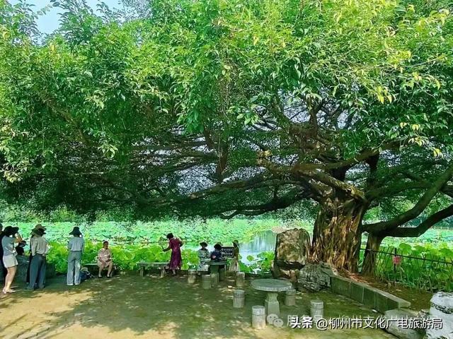 别等空调房！雀儿山公园已备好天然“冷气”~