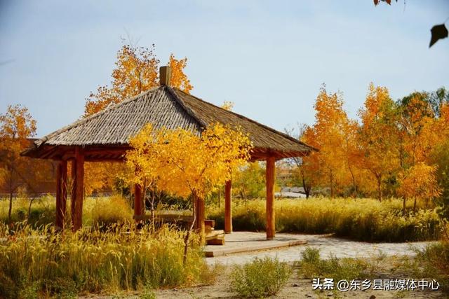 胡杨：边塞秋景里的绚烂