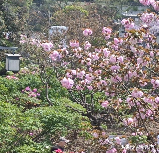 武汉十二月——一月一帧藏走过2025的四季光影