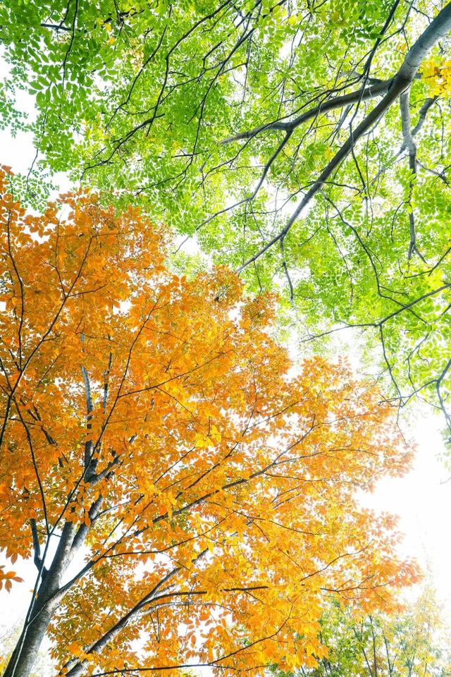 鲁南制药的初冬，一场“色香味俱全”的极致盛宴