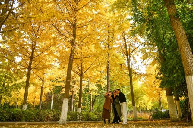 打卡定州限定秋景！