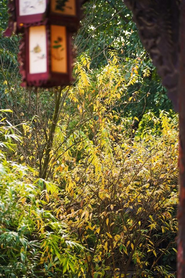 花漾邛州｜“蜡”么香，“蜡”么美！