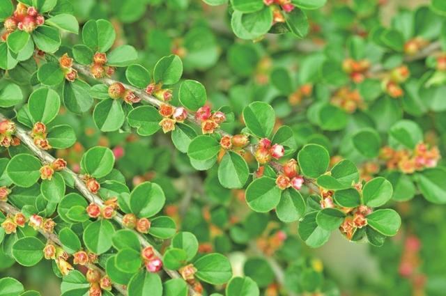 这些唐徕公园里的“新人”你认识吗