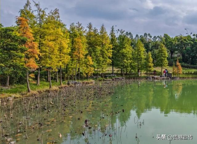 速收藏！贵港十二月赏花地图出炉，这些绝美机位拍出氛围感大片