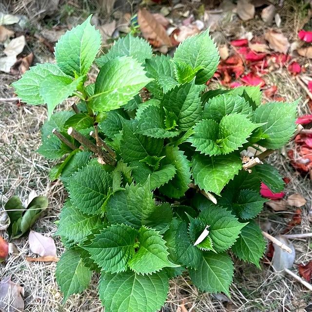 北京一男子，晒“群开的绣球花”，网友炸锅了：糊弄鬼呢？诈骗花