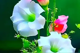 ​一颗心，只爱一个你；这一辈子，只对你一人深情，别人再好也不爱图片