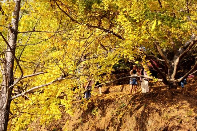 韶关坪田/九峰银杏最佳观赏期到啦！出发，拍满秋天九宫格！