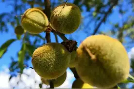 文玩最后，桃核为王！！！图片