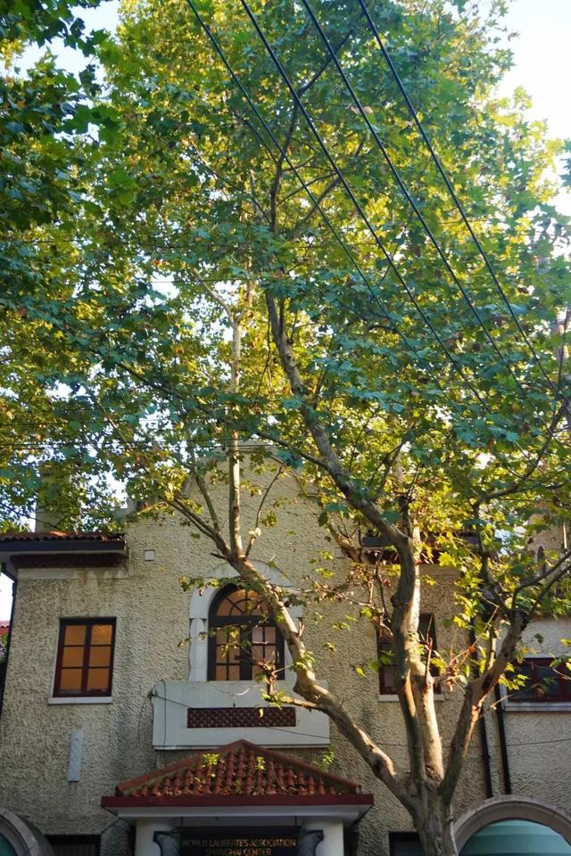 秋日限定|“落叶不扫”模式开启,44条景观道观赏指南请收藏!