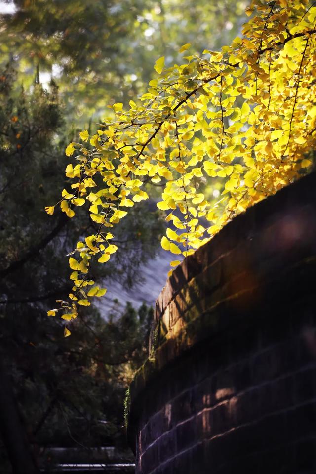 祠堂小雪 | 满地翻黄银杏叶