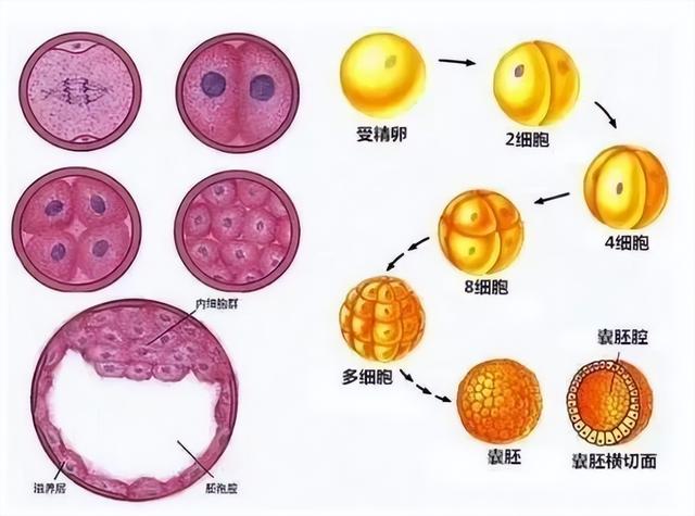从子宫到流水线，“机器人妈妈”真的要来了吗？