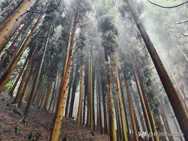 四川行(73)什邡红枫岭徒步到钟鼎寺