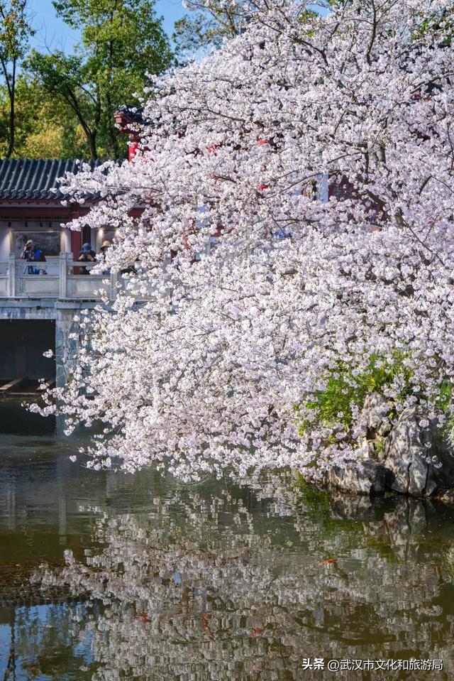 今天开园，东湖樱花园最新实拍！
