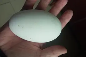 鹅蛋是优秀的补药，为何很少有人吃，也很少有人买？或有4个原因图片