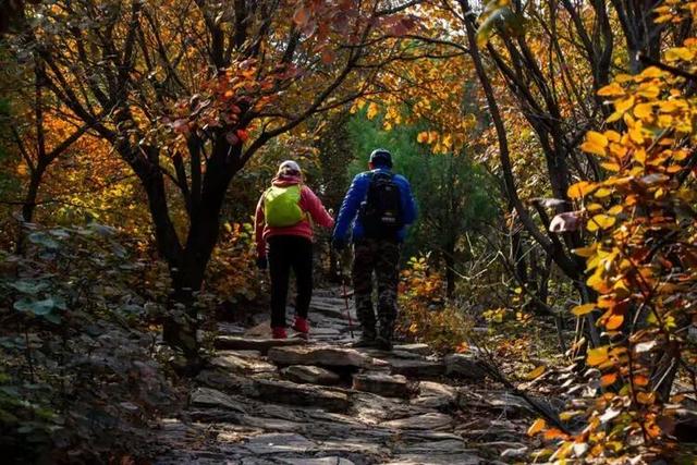 @枣庄人，是时候去这些地方赏红叶啦！