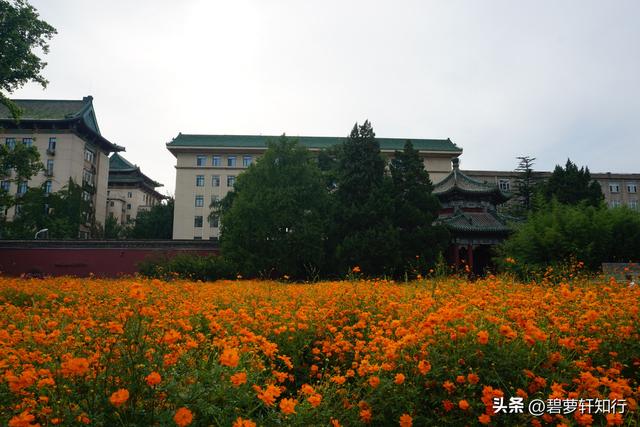 初秋北海公园，赏万佛楼硫华菊花海，和“纯真兔兔”一起荡起双桨