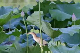 博览组图丨池鹭捕鱼图片