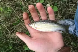 蚯蚓为何被很多钓鱼人“嫌弃”？它真的比不上商品饵料吗？图片