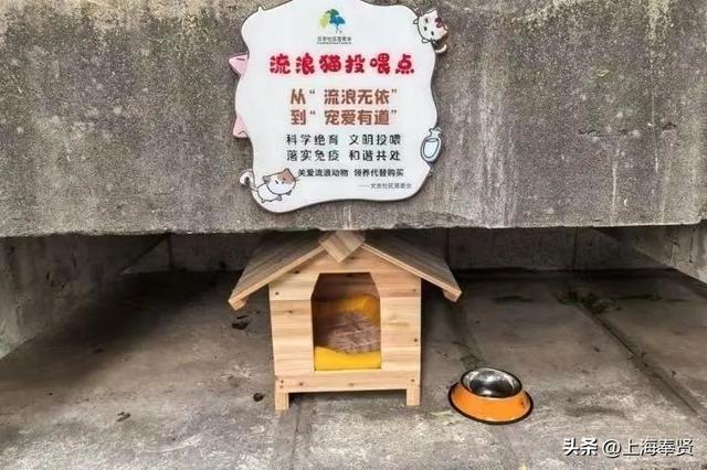 从“流浪无依”到“宠爱有道”，金海街道这个社区有“喵”招→