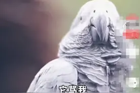 游客被鹦鹉骂了？园方：正在矫正！网友：别矫正了，门票会爆卖的图片
