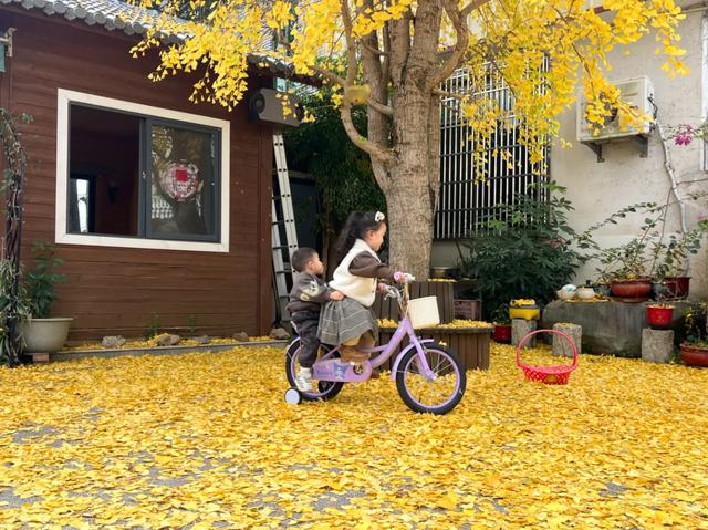 连城超美银杏快来打卡，错过等一年