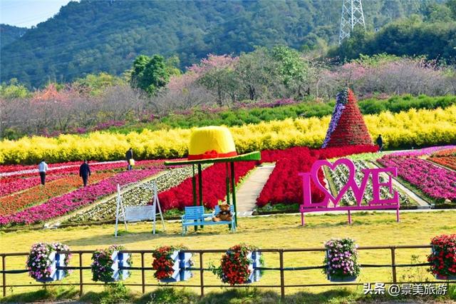 入园赏春花，回家带年花，佛山卡玛缤纷花世界年花节开幕了