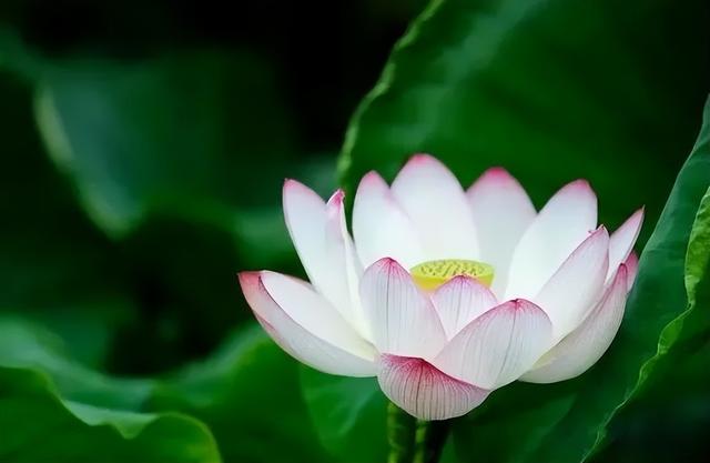 “反对预制菜”的背后，有三种人性，带着恶意