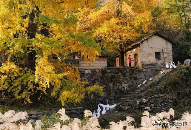 秋色正斑斓！信阳赏秋打卡地推荐