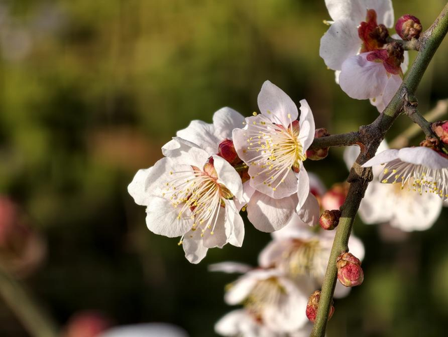 寻找最美春天 | 山东日照：花开迎新春 满园醉游人