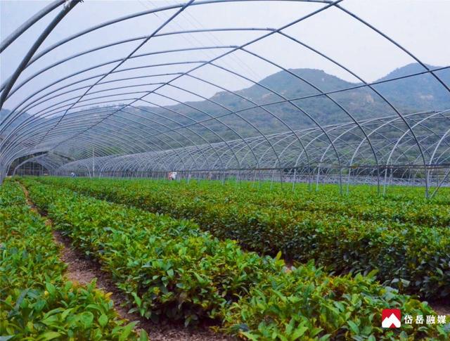 黄前镇大地村民宿 ：绿水青山间的诗意栖居