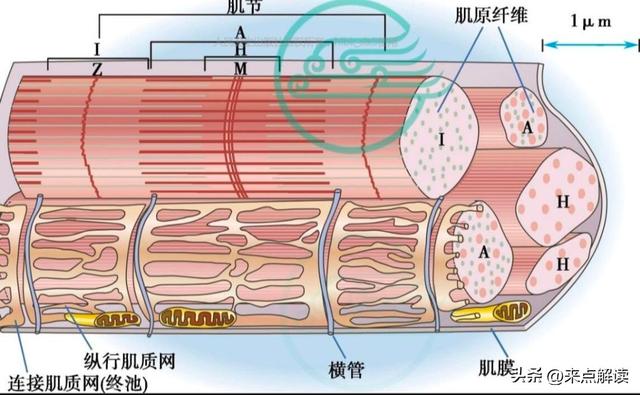 神经直读闯关成功！意念操控仿生假肢，千万截肢者迎来新希望