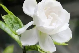 花卉品种介绍—栀子花图片