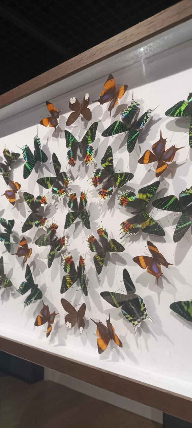 西安长安云昆虫展你来了吗
